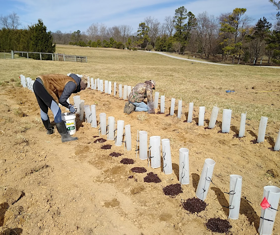 The American Chestnut Foundation (TACF) relies upon volunteers to plant chestnuts at its nursery on Blandy Experimental Farm, the State Arboretum of Virginia