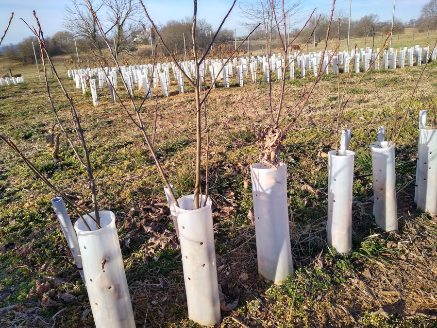 tubes protect chestnut seedlings grown in nursery plots from mice, voles, and deer, but the fungus kills nearly every one of them