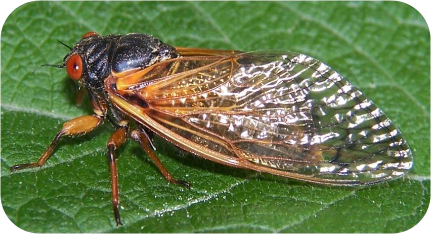 Brood X of the 17-year periodical cicada emerged in Northern Virginia in 2004