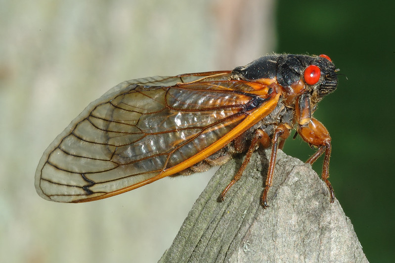periodical cicadas get special attention because the massive numbers (as many as 1.5 million cicadas emerging per acre) create massive noise levels