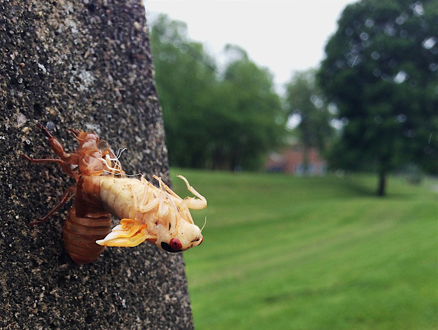 cicadas emerge from the ground as nymphs, climb vertical surfaces, and split their skins to become winged adults