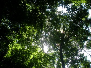 leaves intercepting sunlight in a mature forest canopy