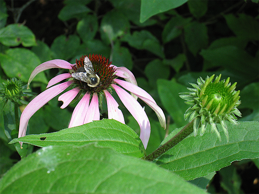 the endangered smooth coneflower (Echinacea laevigata) was a barrier to a proposal to extend the Smart Road to I-81 in 1994