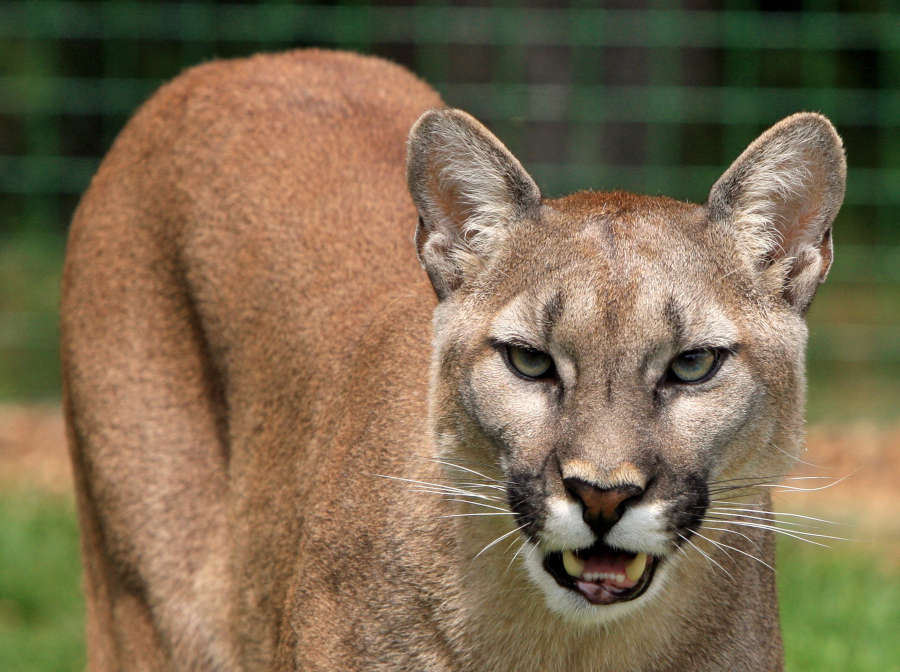 the Eastern Cougar is Puma concolor, reflecting the solid color without stripes or spots