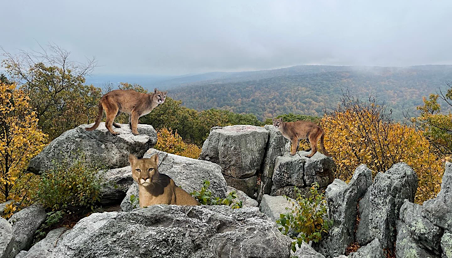 only on April Fools Day does the National Park Service think cougars have returned to the Blue Ridge