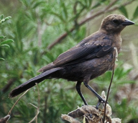 female brown-headed cowbird