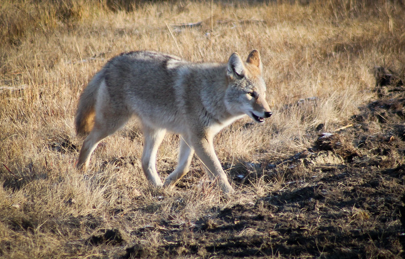 coyotes are active both day and night, but in populated areas they avoid people by being primarily nocturnal