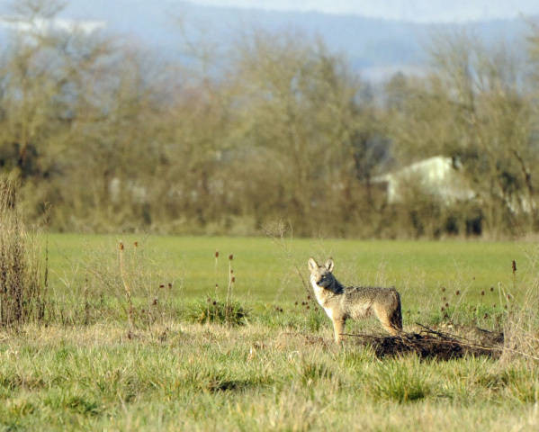 coyotes prefer to build their den on brushy hillsides and hunt around open fields