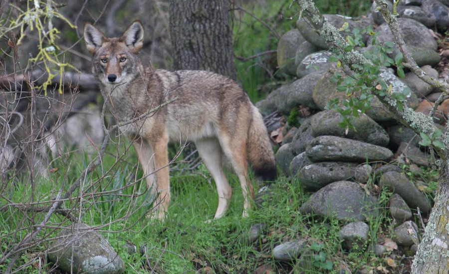 every Virginia county, from the mountains to barrier islands along the Atlantic Ocean, has resident coyotes now