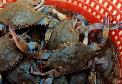 before cooking, blue crabs are blue