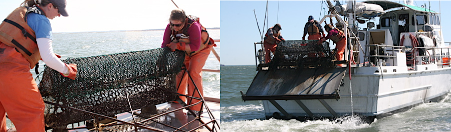 harvesting female crabs in winter eliminates the potential for her eggs to become juvenile crabs in the spring