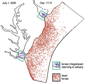 most blue crab larvae  move to the Atlantic Ocean and die there; the variable return of megalopae (determined by ocean winds and currents) triggers fluctuations in populations of the Chesapeake and Delaware bays