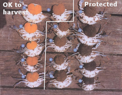the Virginia Marine Resources Commission allows harvest of crabs ready to spawn, until the eggs mature and the sponge shifts from orange to brown