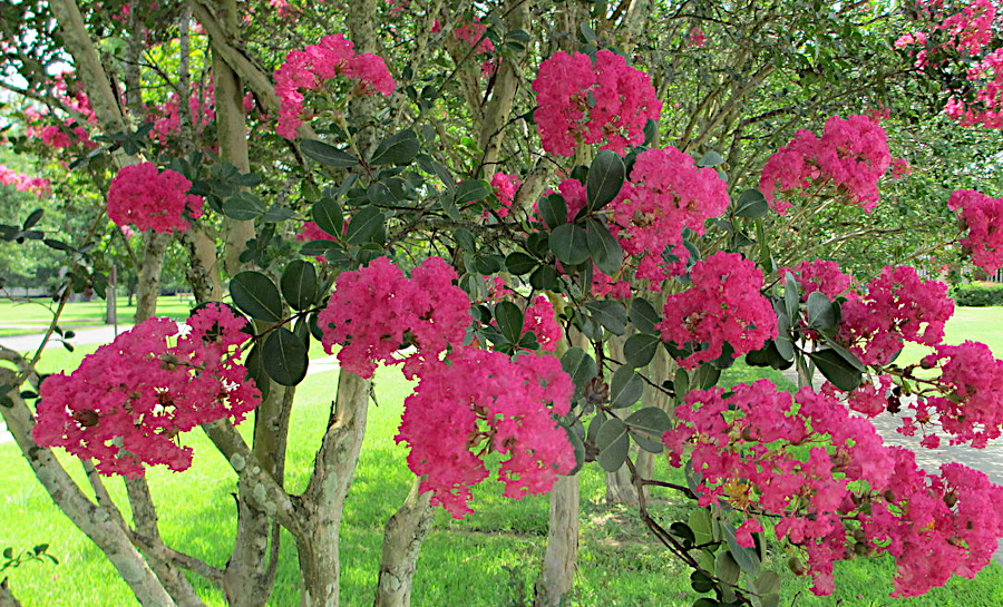 unchewed leaves of non-native crepe myrtle trees (Lagerstroemia indica) show they offer no food value for insects
