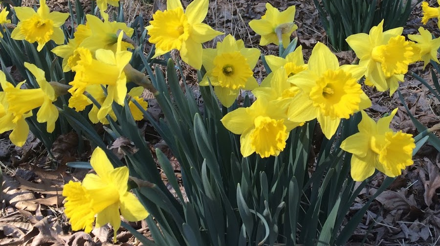 daffodils are not a native species, but rarely expand beyond where they were planted
