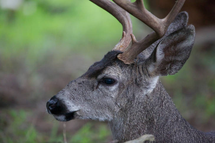 trophy bucks grow the largest antlers after they are four years old
