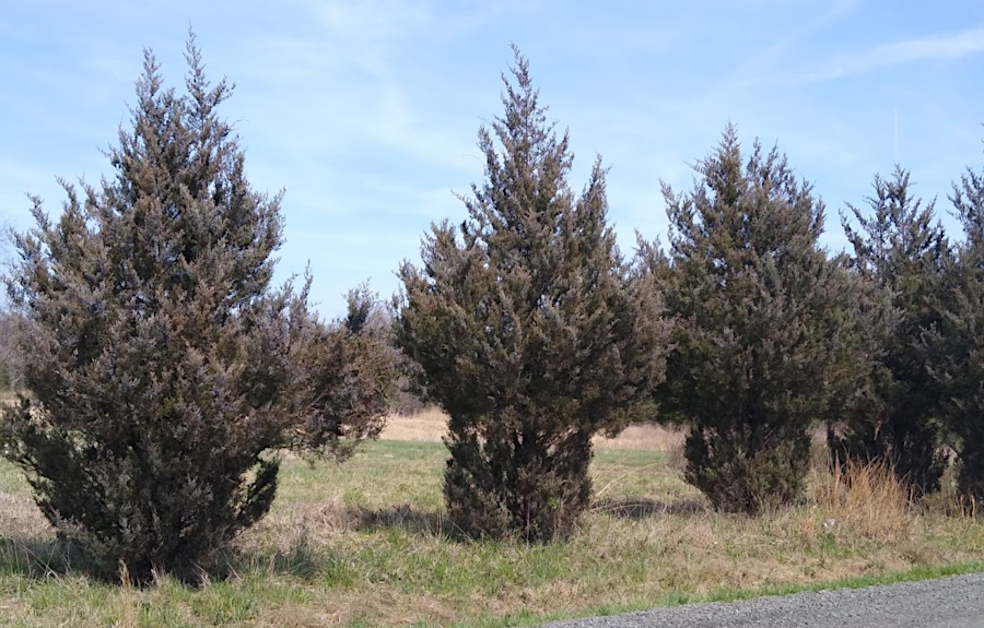 cedars are not preferred food for deer, but when populations exceed the carrying capacity the deer will eat everything at Manassas National Battlefield Park