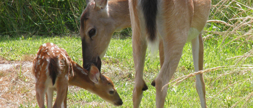 deer can double their population within just one year