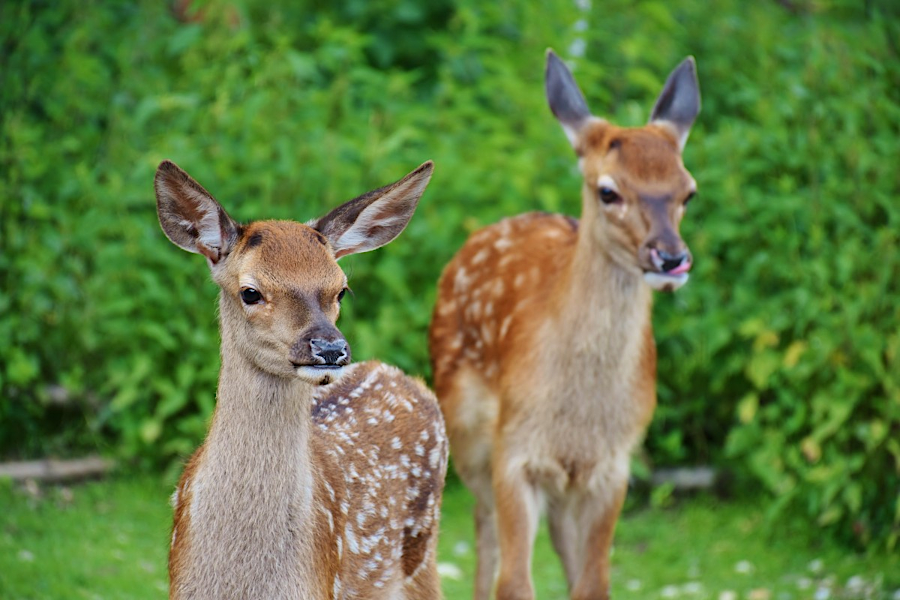 about 25% of twin fawns have different bucks for their fathers