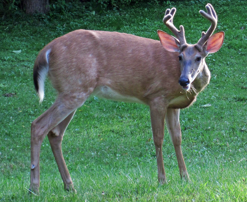 velvet protects the bone-growing tissue that produces antlers, on a cycle determined by testosterone and day length