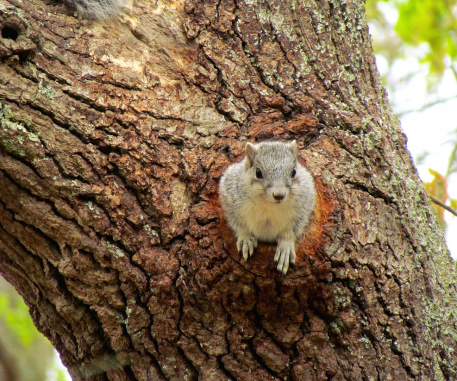 the Delmarva Peninsula fox squirrel (Sciurus niger cinereus) refers to den in a tree cavity, rather than build a nest of leaves on a branch