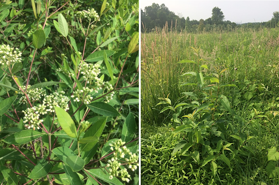 dogbane (left) and wild cherry (right) are some of the first species to grow in old fields