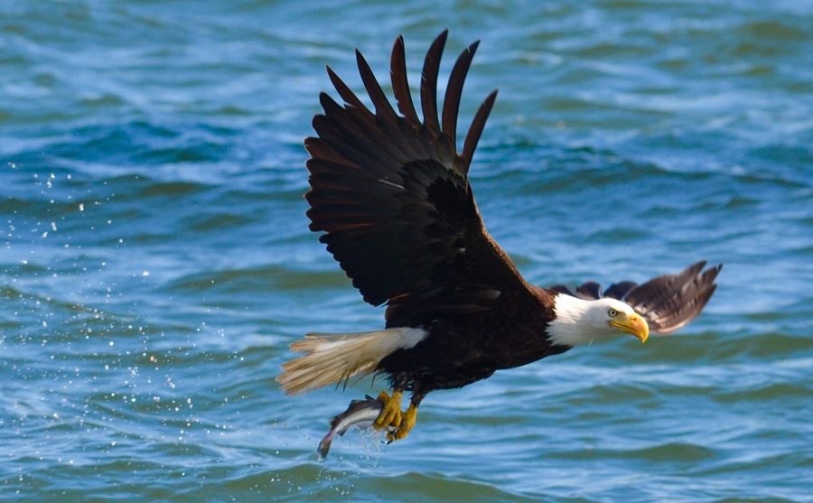 bald eagles hunt primarily for fish, but will scavenge from deer carcasses as well