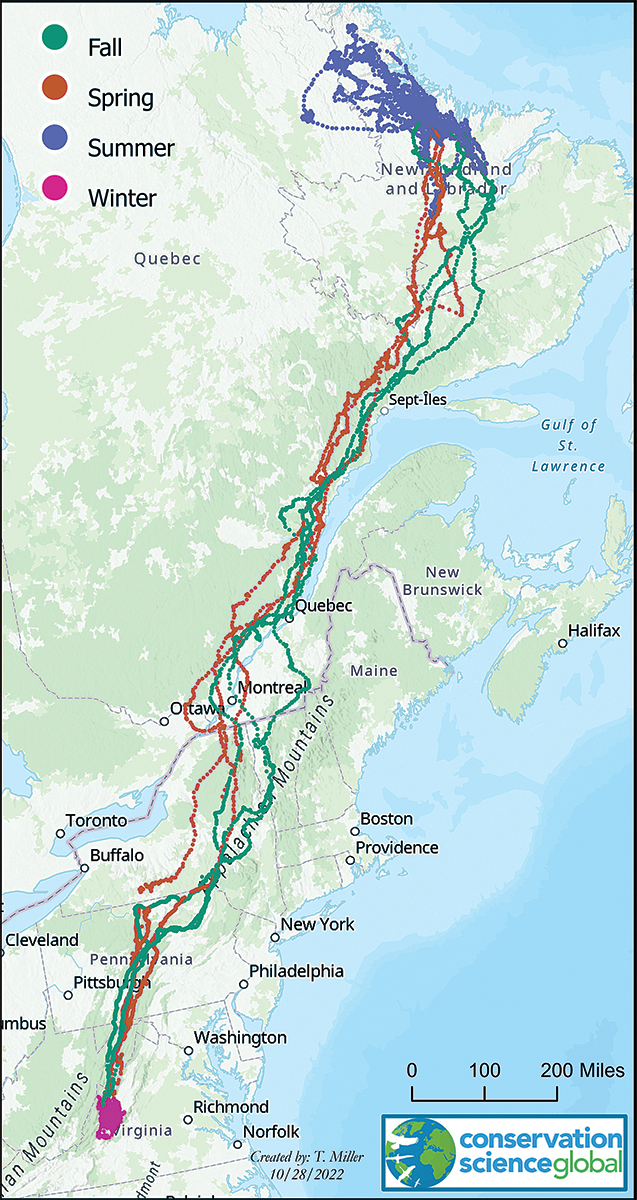 path of a golden eagle with a GPS tracker between 2012-2015 that summered in Labrador and wintered in Highland County