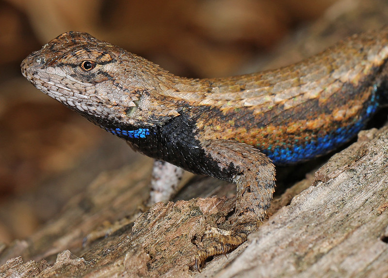 non-native fire ants have triggered evolutionary changes in eastern fence lizards (Sceloporus undulatus)