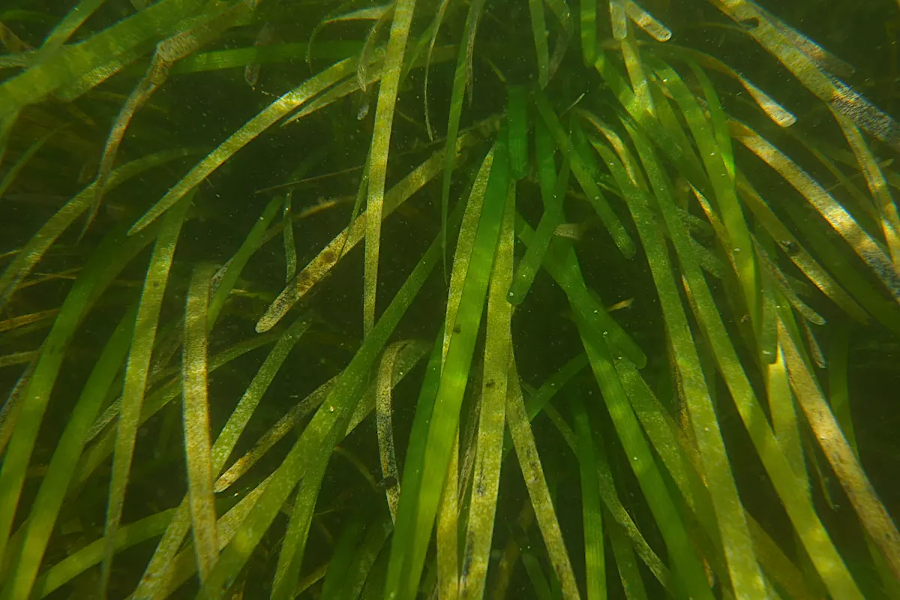 pastures of eelgrass are essential for scallops, crabs, and fish