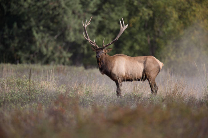 tourists in Buchanan County may hear male elk bugle during the mating season in September/October