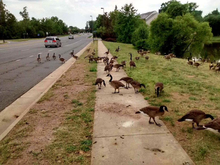 non-migratory geese (which do not migrate north in the Summer) have become pests in Fairfax County