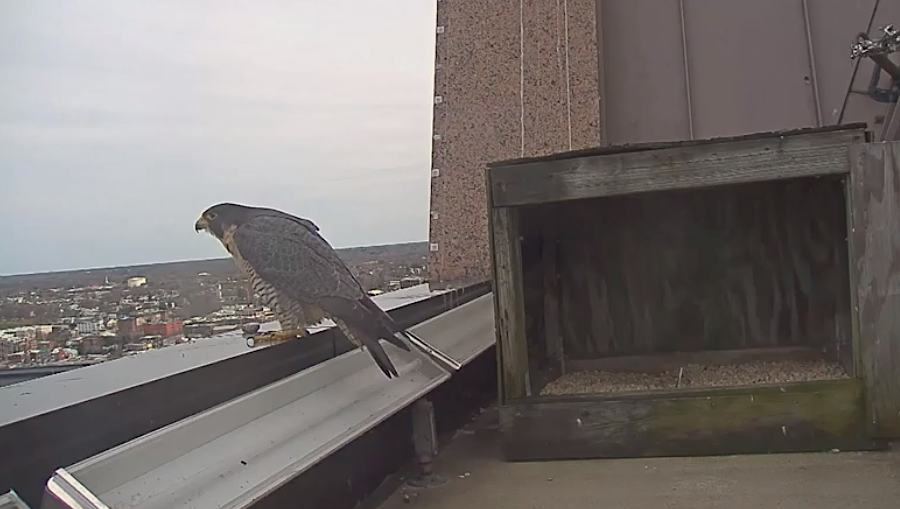 peregrine falcon viewing downtown in Richmond in 2020