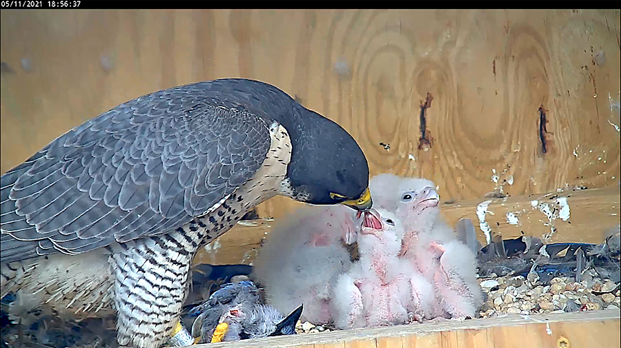 in 2021, a pair of peregrine falcons in Richmond raised four chicks in the nest