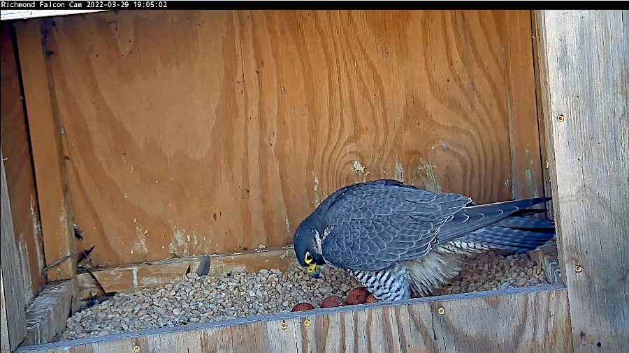 peregrine falcons can lay four eggs in the nest