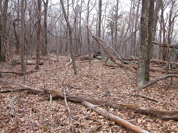 forest on hilltop in Fauquier County