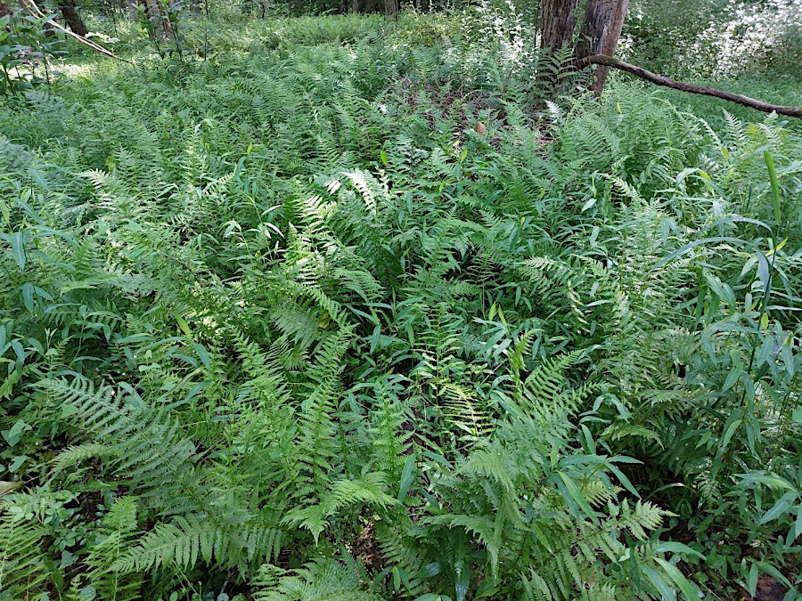 New York ferns (Amauropelta noveboracensis) can grow dense enough to compete with Japanese stiltgrass (Microstegium vimineum)