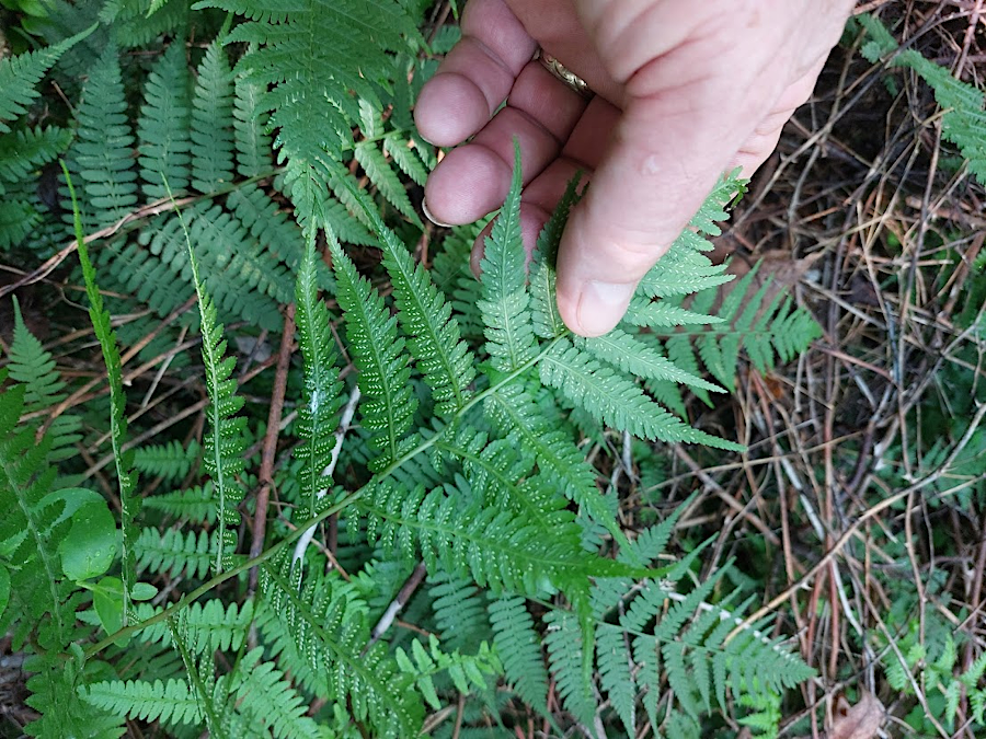 ferns produce spores at their sori, and spores produce gametophytes in the next stage of a fern's life cycle