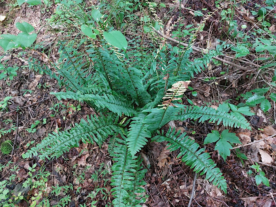 the Christmas Fern (Polystichum acrostichoides) stays green throughout the year, and can photosynthesize on warm days when there are no leaves on the trees
