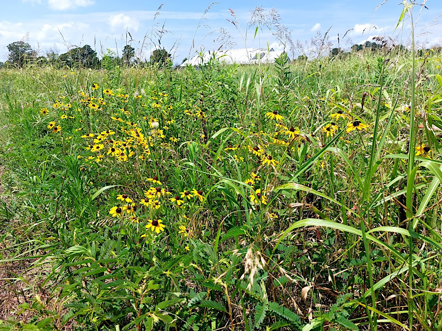 field at Belle Isle State Park between visitor center and Rappahannock River, two months after a prescribed burn in 2024