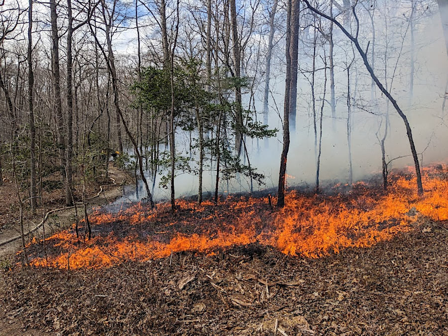 a prescribed burn at Prince William Forest Park next to Scenic Lane demonstrates the small size of the fire front