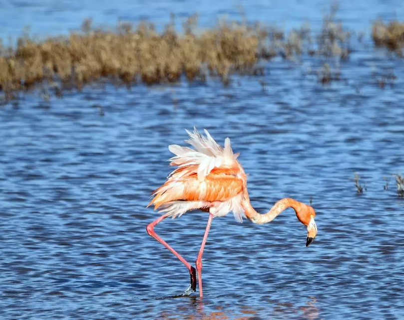 even flamingos have been spotted at Chincoteague, after Hurricane Idalia blew them north in 2023
