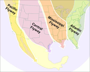 flyways of North America