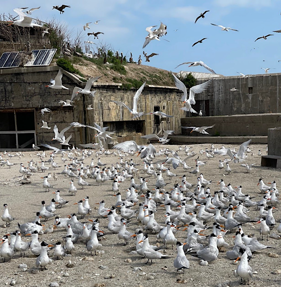 seabird colony at Fort Wool