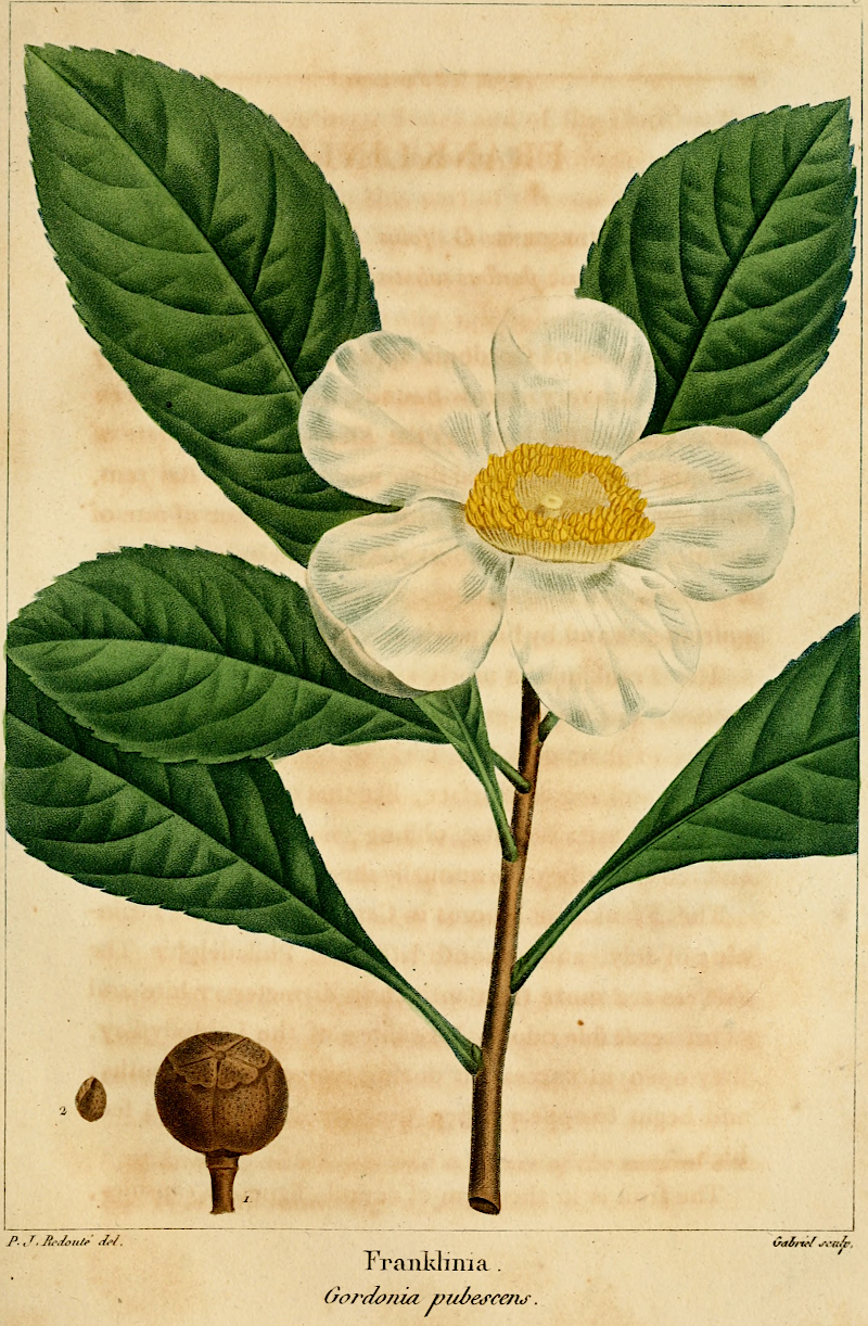 the Franklinia tree went extinct naturally in the wild in the 1700's