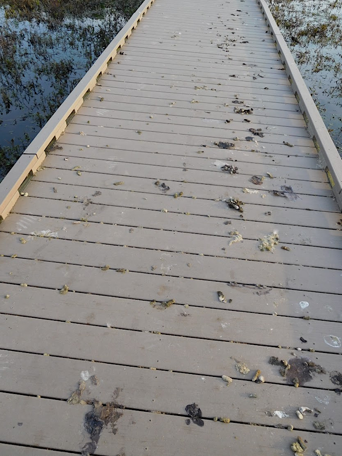 goose poop is a hazard on boardwalks