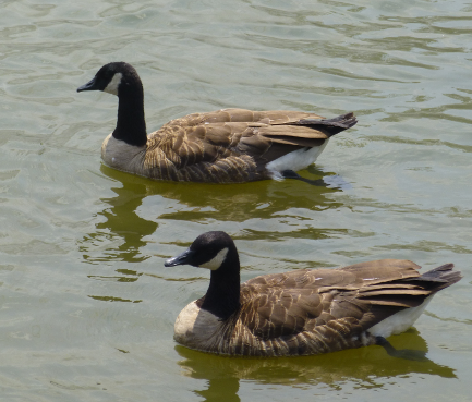 adult geese swimming in stormwater pond during the summer