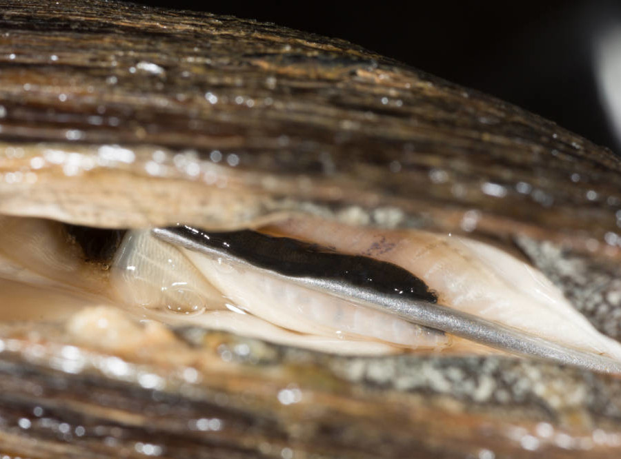freshwater mussels reproduce by releasing glochidia, which attach to the gills or fins of a suitable host fish and get transported to new habitat