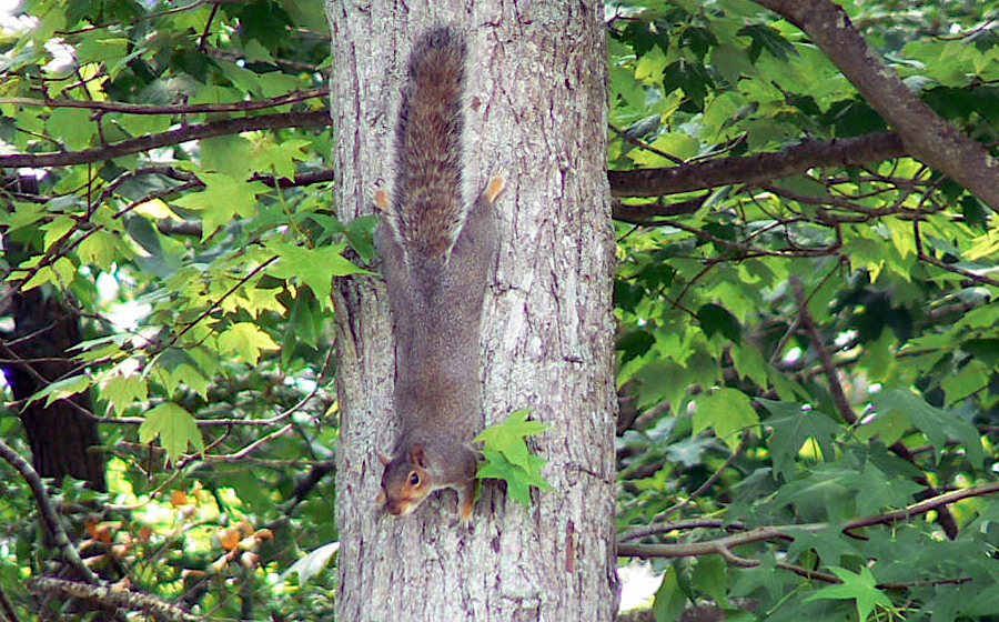 the gray squirrel (Sciurus carolinensis) is easily spotted in city parks across Virginia