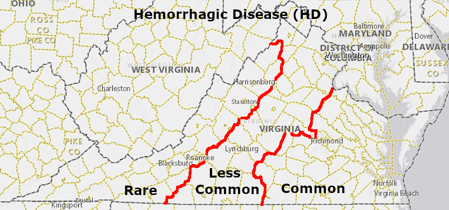 hemorrhagic disease is most common on the Coastal Plain